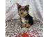 PoulaTo: AKC Yorkshire Terrier Puppy